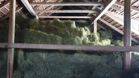 hay