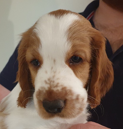 welshspringerspanielvalp