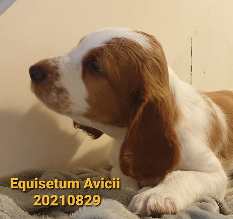 welshspringerspanielvalp