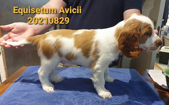 welshspringerspanielvalp