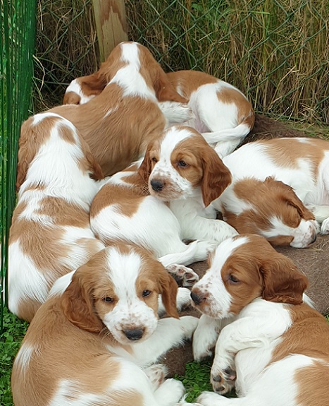 welshspringerspanielvalpar