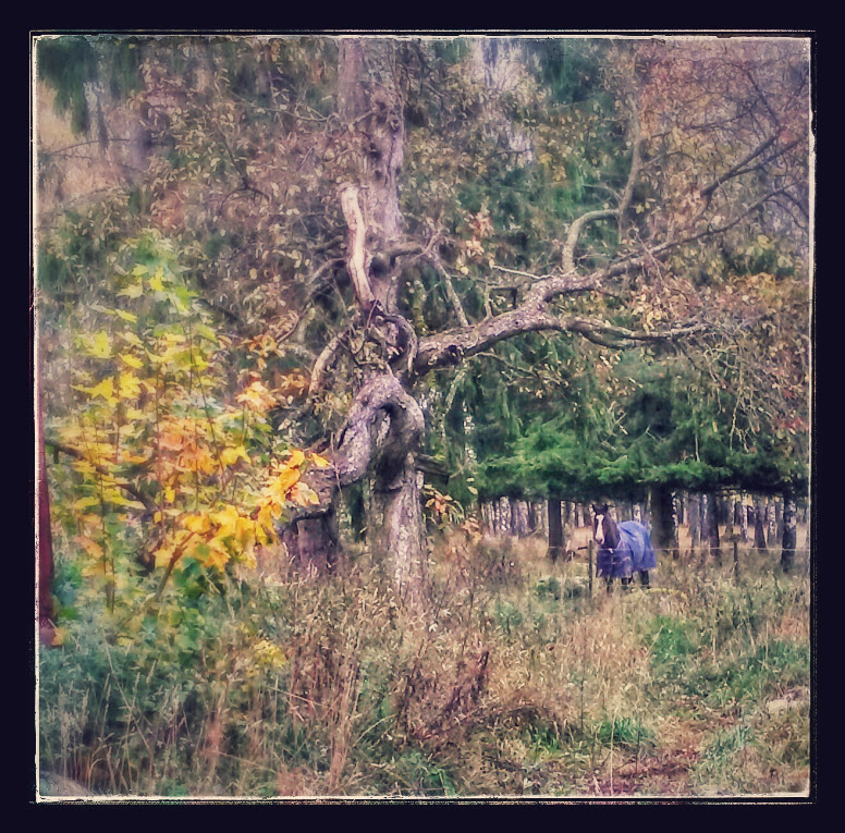 zweimal autumn